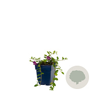 Vinca minor 'Atropurpurea' GM  P11