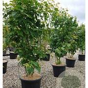 Acer davidii 200-250 cm 50L