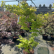 Acer pal. 'Summer Gold' 175-200 cm 35L