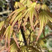 Acer pal. 'Arakawa' 300-350 cm cont. 180L