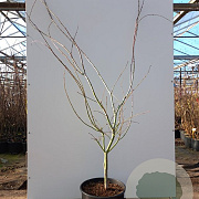 Acer pal. 'Ariadne' 250-300 cm cont. 80L
