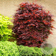 Acer pal. 'Atropurpureum' 300-350 cm cont. 180L