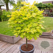 Acer pal. 'Aureum' 250-300 cm cont. 110L