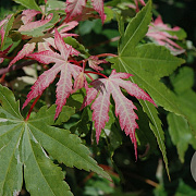 Acer pal. 'Asahi-zuru' 250-300 cm cont. 80L