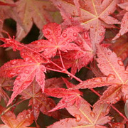 Acer pal. 'Chishio Improved' 250-300 cm cont. 110L