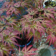 Acer pal. 'Emma' 125-150 cm 50L breed