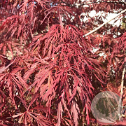Acer pal. 'Firecracker' 250-300 cm cont. 180L