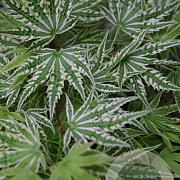 Acer pal. 'Higasayama' 300-350 cm cont. 180L
