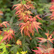 Acer pal. 'Katsura' 175-200 cm 20L
