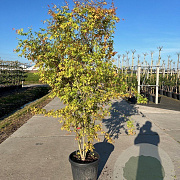 Acer pal. 'Katsura' 200-250 cm cont. 110L