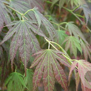 Acer pal. 'Kinran' 300-350 cm cont. 180L