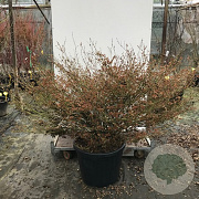 Acer pal. 'Little Princess' 125-150 cm 50L breed