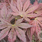 Acer pal. 'Mirte' 250-300 cm cont. 110L