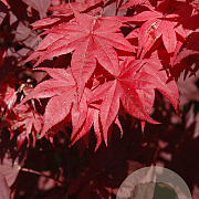 Acer pal. 'O-kagami' 250-300 cm cont. 110L