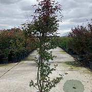 Acer pal. 'Skeeter's Broom' 175-200 cm 20L