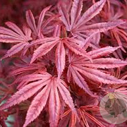 Acer pal. 'Skeeter's Broom' 250-300 cm cont. 180L