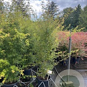 Acer pal. 'Seiryu' 175-200 cm 35L