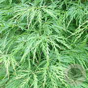Acer pal. 'Shinonome' 250-300 cm cont. 180L