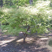 Acer pal. 'Shigitatsu-sawa' 200-250 cm cont. 130L