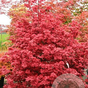 Acer pal. 'Twombly's Red Sentinel' 150-175 cm 20L