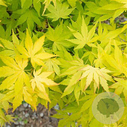 Acer pal. 'Ueno-yama' 300-350 cm cont. 180L