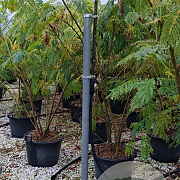 Albizia julibr. Ombrella 200-250 cm 50L meerstammig