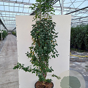 Amelanchier aln. 'Obelisk' 175-200 cm 20L