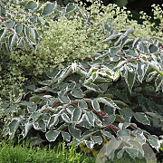 Aralia elata 'Variegata' 100-125 cm 20L