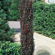 Berberis thunb. 'Helmond Pillar' 100-125 cm 20L