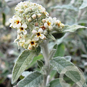 Buddleja Silver Anniversery 100-125 cm 20L