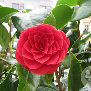Camellia 'Black Lace' 100-125 cm 50L