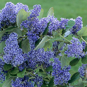 Ceanothus arboreus 'Trewithen Blue' 175-200 cm 20L 3 stok