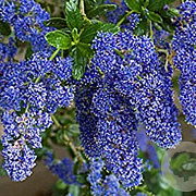Ceanothus 'Cascade' 175-200 cm 20L 3 stok