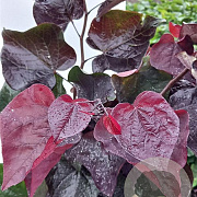 Cercis can. Ace of Spades 175-200 cm 20L
