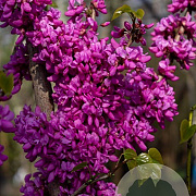 Cercis chinensis 'Avondale' 175-200 cm cont. 80L