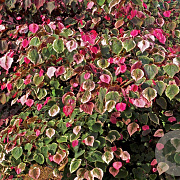 Cercis can. Carolina Sweetheart 200-250 cm 50L meerstammig