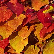 Cercis can. Eternal Flame 175-200 cm 20L