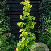 Cercis can. 'Hearts of Gold' 150-175 cm cont. 80L