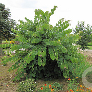 Cercis can. Little Woody 175-200 cm 50L