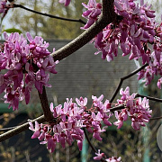 Cercis can. Zig Zag 125-150 cm 20L