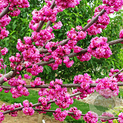Cercis 'Pink Pom Poms' 300-350 cm cont. 130L