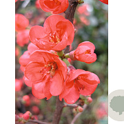 Chaenomeles 'Friesdorfer 18' 125-150 cm 20L 3 stok