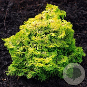 Chamaecyparis o. 'Nana Grac. Aurea' 90-100 cm 35L