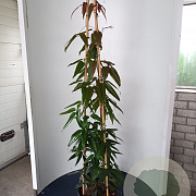 Clematis arm. 'Apple Blossom' 175-200 cm 20L 3 stok