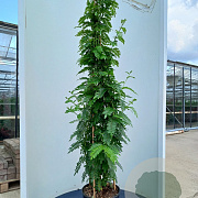 Clianthus puniceus 'White Heron' 175-200 cm 20L 3 stok