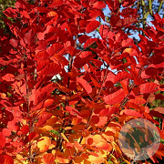 Cotinus cog. Flamissio 200-250 cm 50L