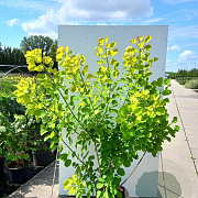 Cotinus cog. Golden Spirit 150-175 cm 20L