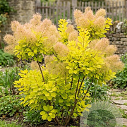 Cotinus cog. Lemon Lady 175-200 cm 20L