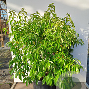 Cornus elliptica Empress of China 150-175 cm 50L
