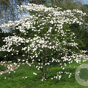 Cornus 'Eddie's White Wonder' 16-18 HO cont. 130L